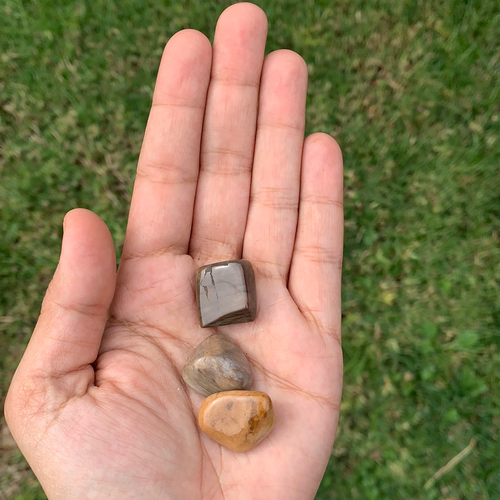 Petrified Wood