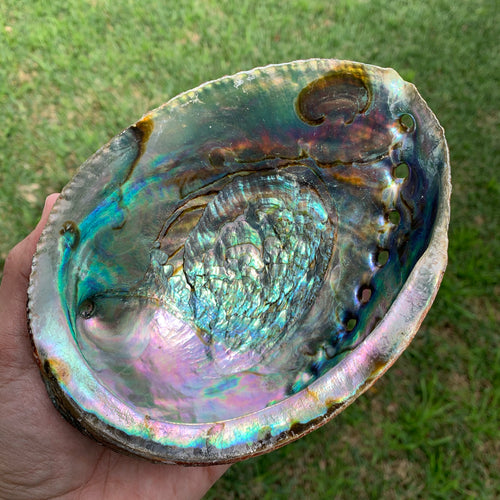 Abalone Shell